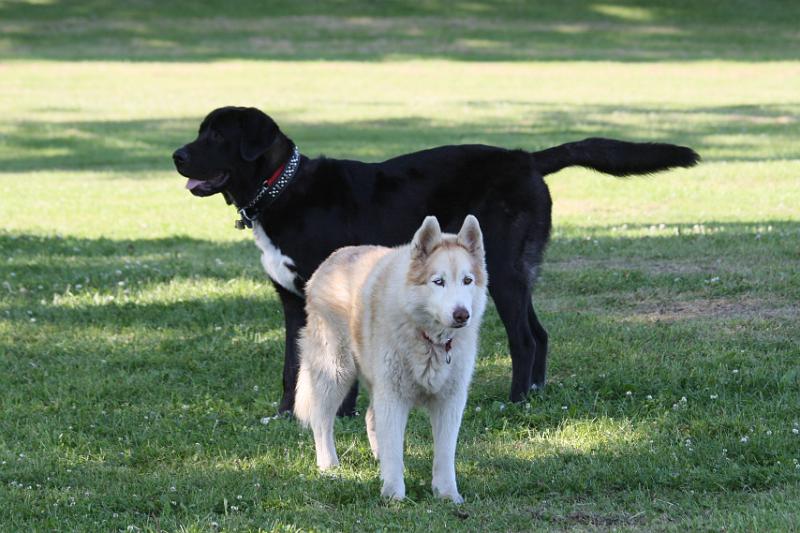 Dogs_09-07-12_0084.JPG