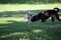 Dogs_09-07-05_0012