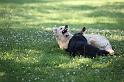 Dogs_09-07-05_0033