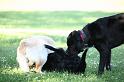 Dogs_09-07-05_0042