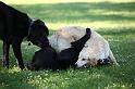Dogs_09-07-05_0045