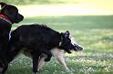 Dogs_09-07-05_0046