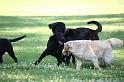 Dogs_09-07-05_0047