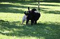 Dogs_09-07-05_0055
