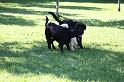 Dogs_09-07-05_0056