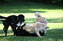 Dogs_09-07-05_0061