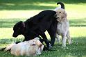 Dogs_09-07-05_0062