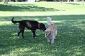 Dogs_09-07-05_0067