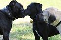 Dogs_09-07-12_0011