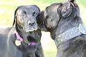 Dogs_09-07-12_0020