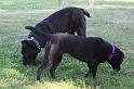 Dogs_09-07-12_0028
