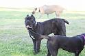 Dogs_09-07-12_0029