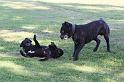 Dogs_09-07-12_0033