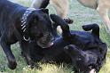 Dogs_09-07-12_0036