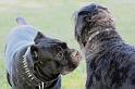 Dogs_09-07-12_0051