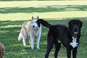 Dogs_09-07-12_0083