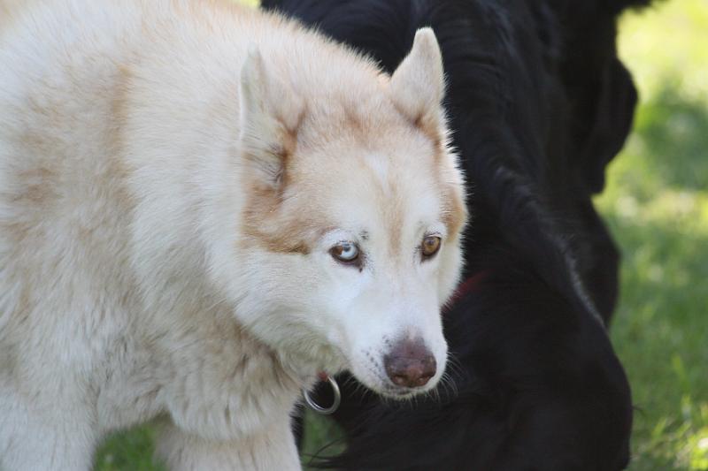 Dogs_09-07-12_0069.JPG