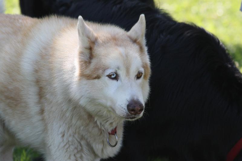 Dogs_09-07-12_0070.JPG