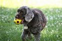Dogs_09-07-05_0004