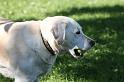 Dogs_09-07-05_0007