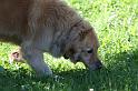 Dogs_09-07-05_0008