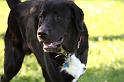 Dogs_09-07-05_0010