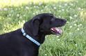 Dogs_09-07-05_0015