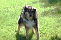 Dogs_09-07-05_0020
