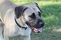 Dogs_09-07-12_0001